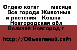 Отдаю котят. 1,5 месяца - Все города Животные и растения » Кошки   . Новгородская обл.,Великий Новгород г.